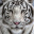 LionQuiz606