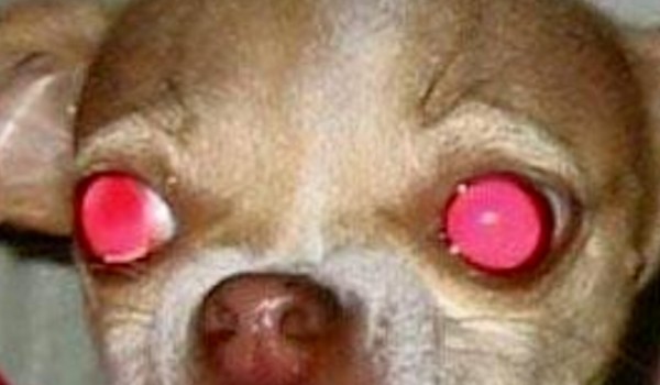 znajomość ras psów