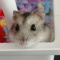 Chomik_Steave