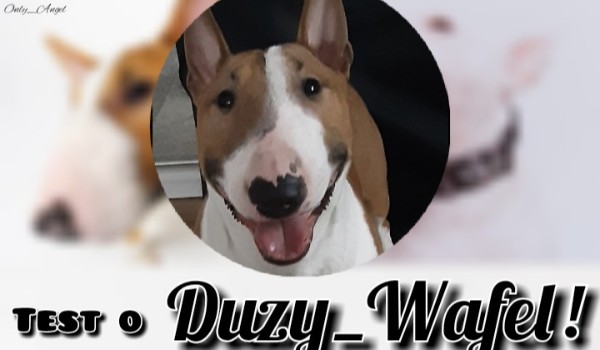 Test o Duzy_Wafel