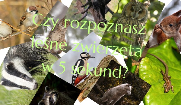 Czy rozpoznasz leśne zwierzęta w 5 sekund?