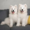 Dogs.Life