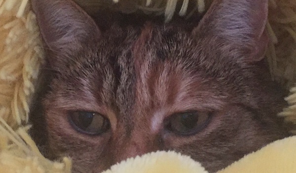 Black stars Prolouge