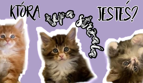 KTÓRĄ TĘPĄ STRZAŁĄ JESTEŚ?