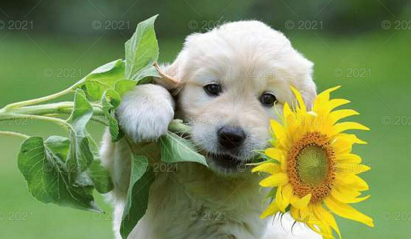 Test wiedzy o Shar Pei!