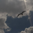 Asia1999s