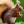 squirrel_dancer