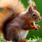 squirrel_dancer