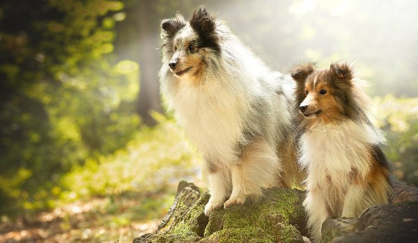 owczarek szkocki czy szetlandzki ?