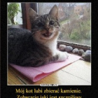 Kotlet123