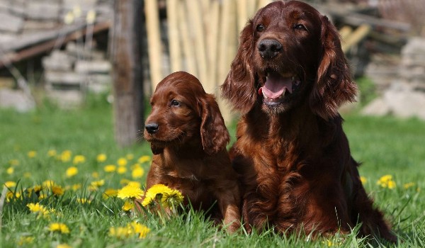cocker spaniel czy seter irlandzki ?