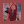 dolphin__