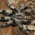 Poeciloteria