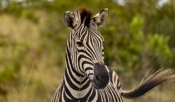 31 stycznia to Dzień Zebry. Sprawdź, ile wiesz o tych zwierzętach!