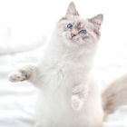 viki11_8257