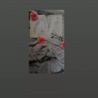 motylka_quizy
