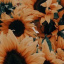 Sunflower_zuzia