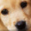 woof123