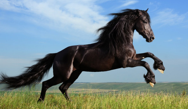 czy jesteś koniarzem?