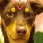 Nugacik-the-dog