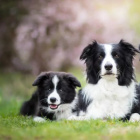 lubiepsy123iprojektowac