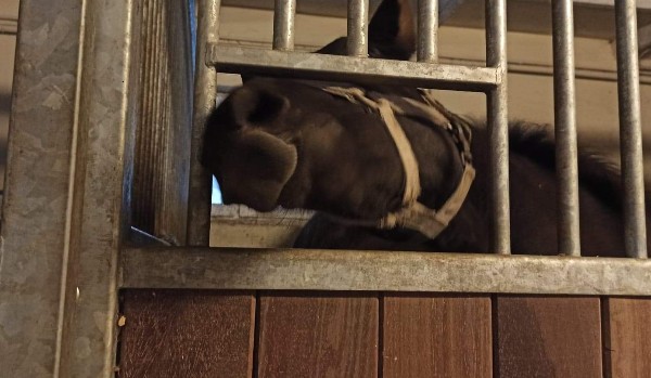 Twoja historia z percym weasleyem. #1