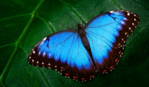Sprawdź swoją wiedzę o motylachMasz tylko 20 sekund na odpowiedź!