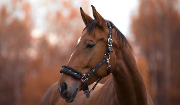 Jak bardzo znasz rasy koni?