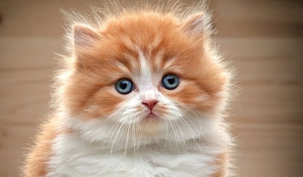 TEST WIEDZY O MINECRAFT !