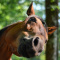 Soul_Horses