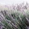 Lavender_Me
