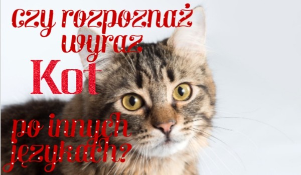 Czy rozpoznaż  wyraz kot po innych językach?