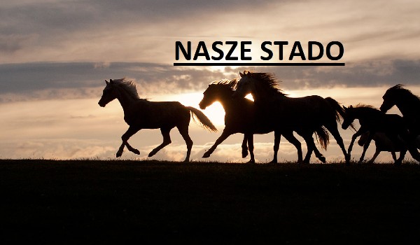 Nasze stado rozdział 1