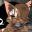 Warrior_cat_fan