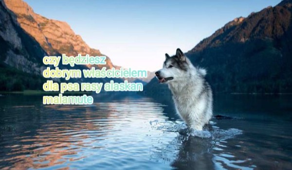 Czy będziesz dobrym właścicielem dla psa rasy alaskan malamute?