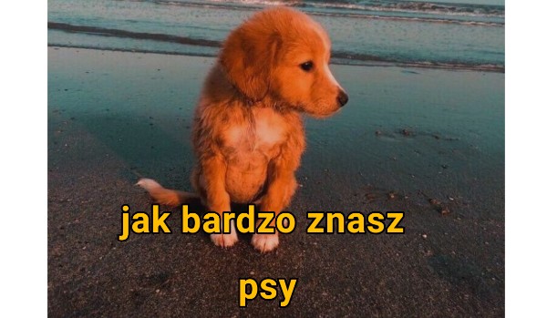 Jak bardzo znasz psy