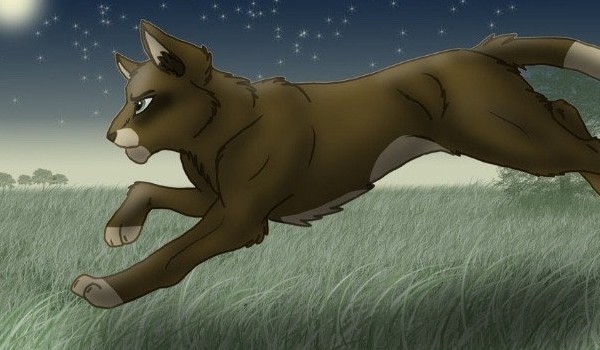 Oceniam Koty z ,,Wojowników.,, Brzozowy Zachód!