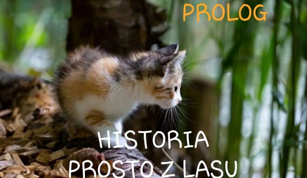 Historia prosto z lasu – Prolog