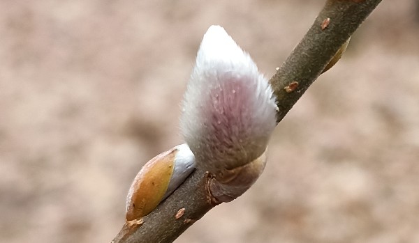 Ocenianie profilu @BarnSwallow_22 !