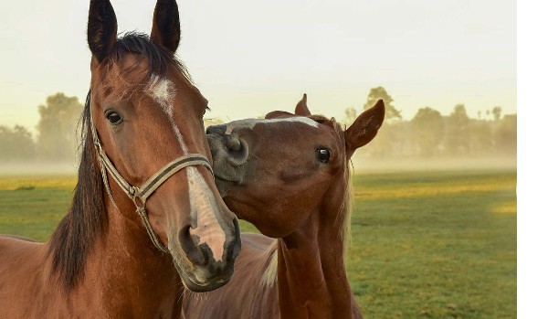 Jak dobrze znasz poszczególne rasy koni