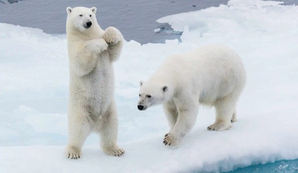 27. lutego obchodzimy Dzień Niedźwiedzia Polarnego. Sprawdź, ile wiesz o tych zwierzętach!