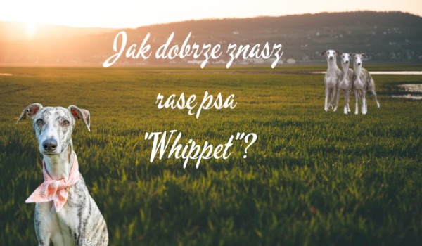 Jak dobrze znasz rasę psa „Whippet”?