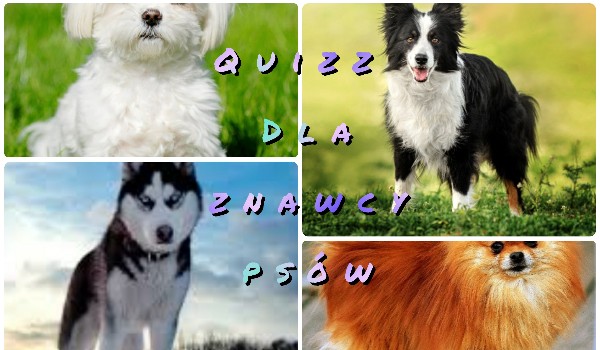 Quizz o psach