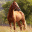 Amelka_horses_quiz.