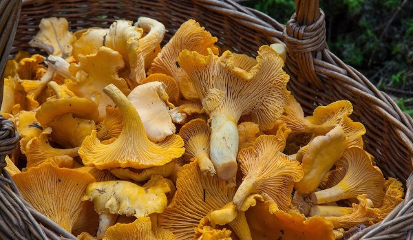 Czy jesteś profesjonalnym grzybiarzem