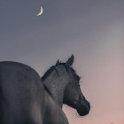 Dreams.Horses