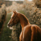 lavend.horse