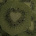 Green.-.cat