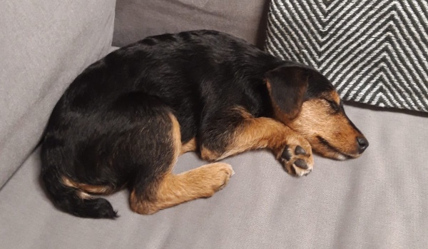 Zrób własny pokój dla psa