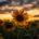 _.Sunflower._